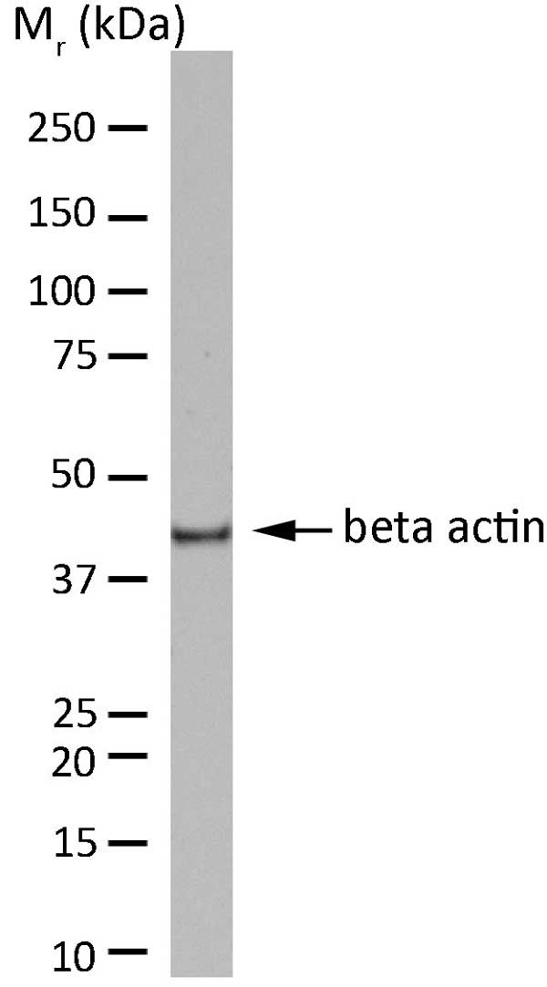 Anti Human Actin Beta Antibody, clone AbD12141 gallery image 1