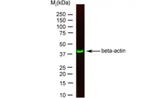 Anti Human Actin Beta Antibody, clone AbD12141 gallery image 2