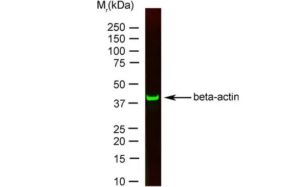Anti Human Actin Beta Antibody, clone AbD12141 gallery image 2