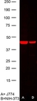 Anti Human Actin Beta Antibody, clone AbD12141 thumbnail image 3