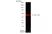 Anti Human Actin Beta Antibody, clone AbD12141 thumbnail image 3