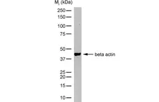 Anti Human Actin Beta Antibody, clone AbD12141 gallery image 4