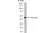 Anti Human Actin Beta Antibody, clone AbD12141 thumbnail image 4