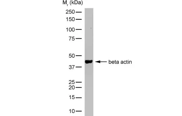 Anti Human Actin Beta Antibody, clone AbD12141 gallery image 4