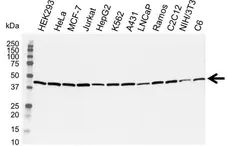 Anti Actin Beta Antibody, clone AbD12141 (PrecisionAb Monoclonal Antibody) gallery image 1
