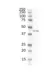 Anti Human F-Actin Antibody, clone NH3 thumbnail image 1