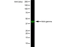 Anti Human Actin Gamma Antibody, clone 2A3 (Monoclonal Antibody Antibody) gallery image 1