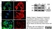 Anti Human Actin Gamma Antibody, clone 2A3 (Monoclonal Antibody Antibody) thumbnail image 10