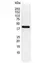 Anti Human Actin Gamma Antibody, clone 2A3 (Monoclonal Antibody Antibody) thumbnail image 10