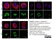 Anti Human Actin Gamma Antibody, clone 2A3 (Monoclonal Antibody Antibody) thumbnail image 11