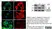 Anti Human Actin Gamma Antibody, clone 2A3 (Monoclonal Antibody Antibody) thumbnail image 11