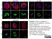 Anti Human Actin Gamma Antibody, clone 2A3 (Monoclonal Antibody Antibody) thumbnail image 12