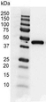 Anti Human Actin Gamma Antibody, clone 2A3 (Monoclonal Antibody Antibody) thumbnail image 13