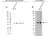 Anti Human Actin Gamma Antibody, clone 2A3 (Monoclonal Antibody Antibody) thumbnail image 17