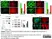 Anti Human Actin Gamma Antibody, clone 2A3 (Monoclonal Antibody Antibody) thumbnail image 2