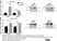 Anti Human Actin Gamma Antibody, clone 2A3 (Monoclonal Antibody Antibody) thumbnail image 20
