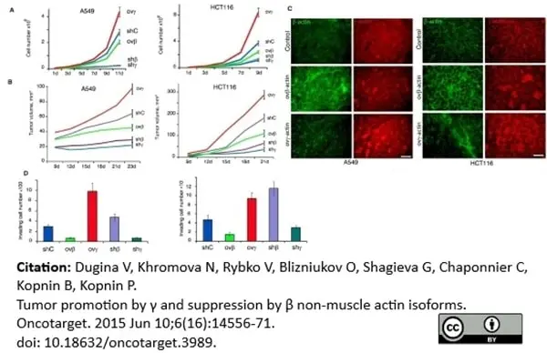 Anti Human Actin Gamma Antibody, clone 2A3 (Monoclonal Antibody Antibody) gallery image 5
