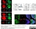 Anti Human Actin Gamma Antibody, clone 2A3 (Monoclonal Antibody Antibody) thumbnail image 6