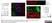 Anti Human Actin Gamma Antibody, clone 2A3 (Monoclonal Antibody Antibody) thumbnail image 6
