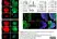 Anti Human Actin Gamma Antibody, clone 2A3 (Monoclonal Antibody Antibody) thumbnail image 7