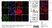 Anti Human Actin Gamma Antibody, clone 2A3 (Monoclonal Antibody Antibody) thumbnail image 8