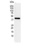 Anti Human Actin Gamma Antibody, clone 2A3 (Monoclonal Antibody Antibody) thumbnail image 9