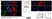 Anti Human Actin Gamma Antibody, clone 2A3 (Monoclonal Antibody Antibody) thumbnail image 9