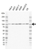 Anti ACTININ-1 Antibody, clone rAB01-3G11 (PrecisionAb Monoclonal Antibody) thumbnail image 1