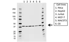 Anti ACTR2 Antibody, clone CD01/1A6 (PrecisionAb Monoclonal Antibody) gallery image 1