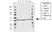 Anti ACTR2 Antibody, clone CD01/1A6 (PrecisionAb Monoclonal Antibody) thumbnail image 1