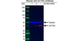 Anti ACTR2 Antibody, clone CD01/1A6 (PrecisionAb Monoclonal Antibody) gallery image 2