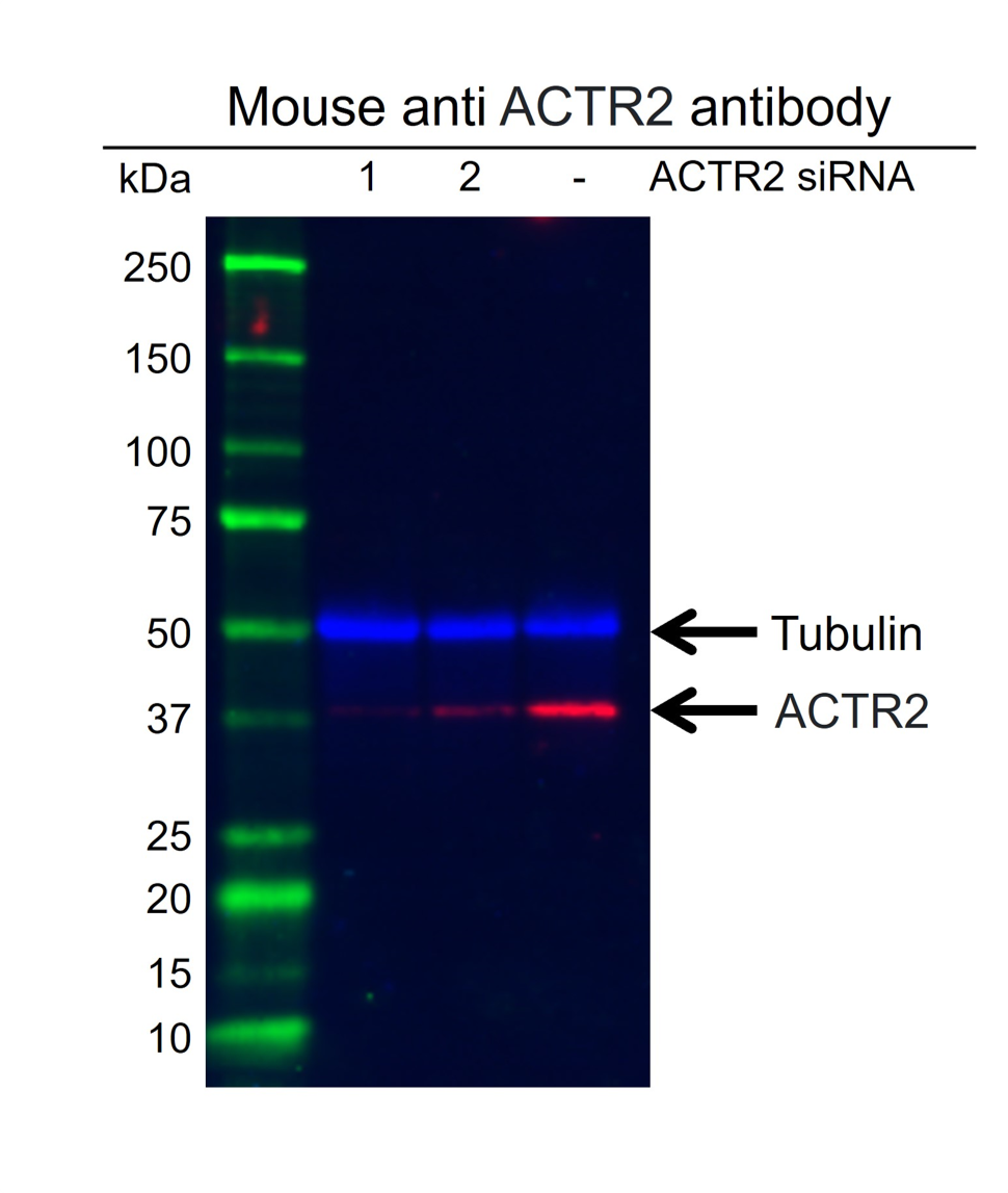 Anti ACTR2 Antibody, clone CD01/1A6 (PrecisionAb Monoclonal Antibody) gallery image 2