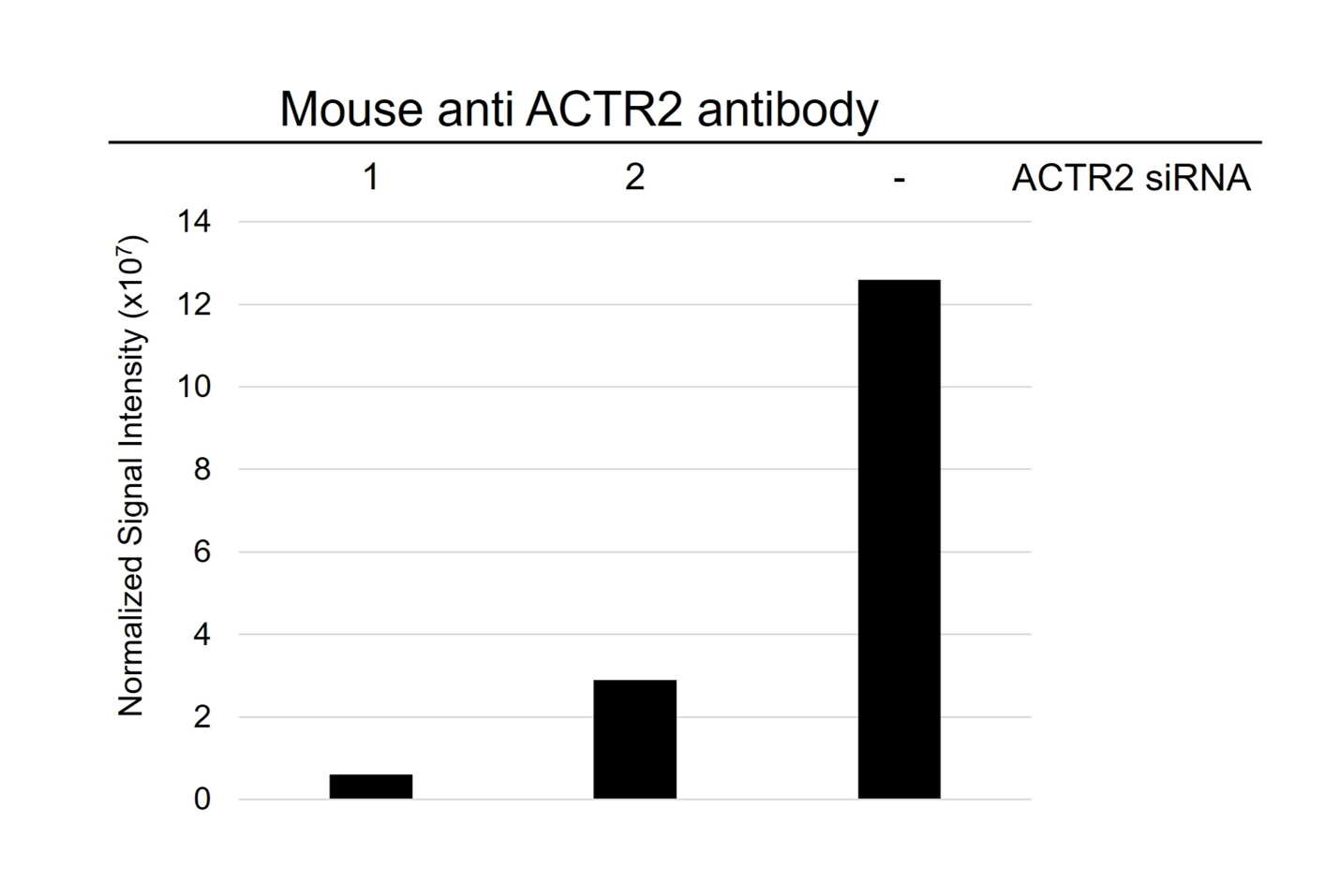 Anti ACTR2 Antibody, clone CD01/1A6 (PrecisionAb Monoclonal Antibody) gallery image 3