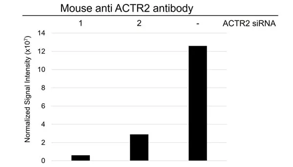 Anti ACTR2 Antibody, clone CD01/1A6 (PrecisionAb Monoclonal Antibody) gallery image 3