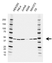 Anti ACTR3 Antibody, clone CD04/3B4 (PrecisionAb Monoclonal Antibody) thumbnail image 1