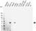 Anti Adenosine A2A Receptor Antibody (PrecisionAb Monoclonal Antibody) thumbnail image 1
