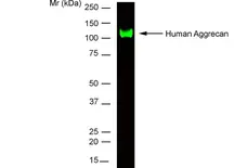 Anti Human Aggrecan Antibody, clone 7D4 gallery image 1