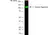 Anti Human Aggrecan Antibody, clone 7D4 thumbnail image 1