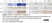 Anti Human Aggrecan Antibody, clone 7D4 thumbnail image 2