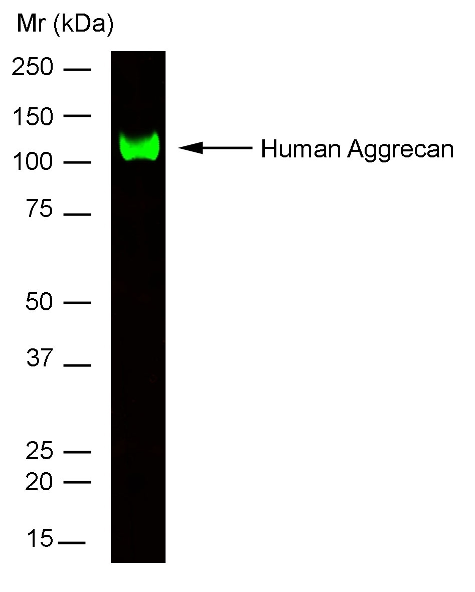 Anti Human Aggrecan Antibody, clone 7D4 gallery image 1