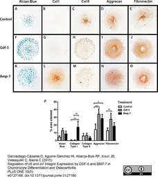 Anti Human Aggrecan Antibody, clone 7E1 gallery image 1