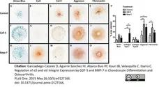 Anti Human Aggrecan Antibody, clone 7E1 gallery image 2