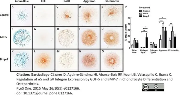 Anti Human Aggrecan Antibody, clone 7E1 gallery image 2