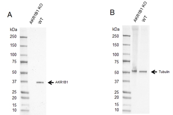 Anti AKR1B1 Antibody, clone CPTC28 (PrecisionAb Monoclonal Antibody) gallery image 2