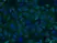 Anti AKR1C1 Antibody, clone CPTC4 (PrecisionAb Monoclonal Antibody) thumbnail image 2