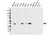 Anti AKR1C2 Antibody, clone CPTC13 (PrecisionAb Monoclonal Antibody) thumbnail image 1