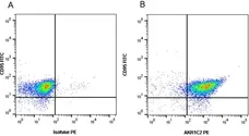 Anti AKR1C2 Antibody, clone CPTC13 (PrecisionAb Monoclonal Antibody) gallery image 2