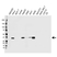 Anti AKR1C2 Antibody (PrecisionAb Monoclonal Antibody) thumbnail image 1