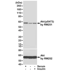 Anti Akt (pSer473) Antibody, clone RM251 (PrecisionAb Monoclonal Antibody) gallery image 1