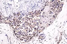 Anti Akt (pSer473) Antibody, clone RM251 (PrecisionAb Monoclonal Antibody) gallery image 2